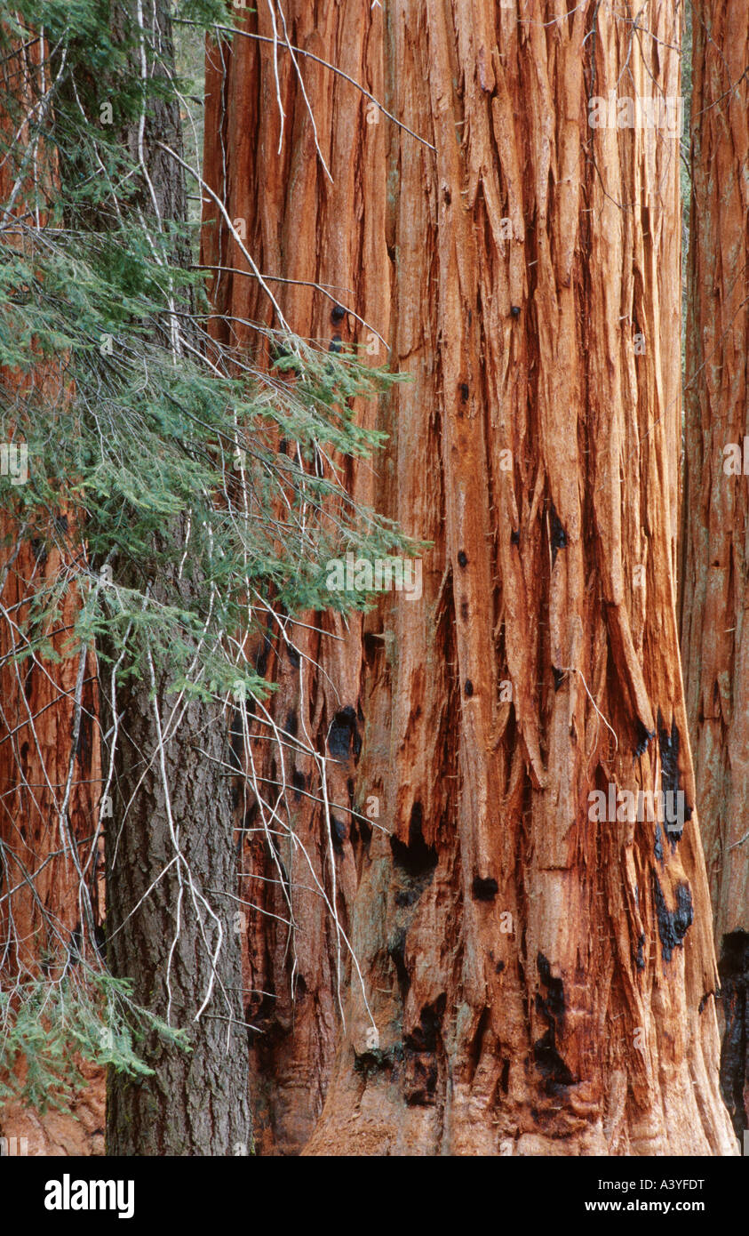 giant sequoia, giant redwood (Sequoiadendron giganteum), detail of the trunk with spruce tree branches, USA, California, Sequoi Stock Photo