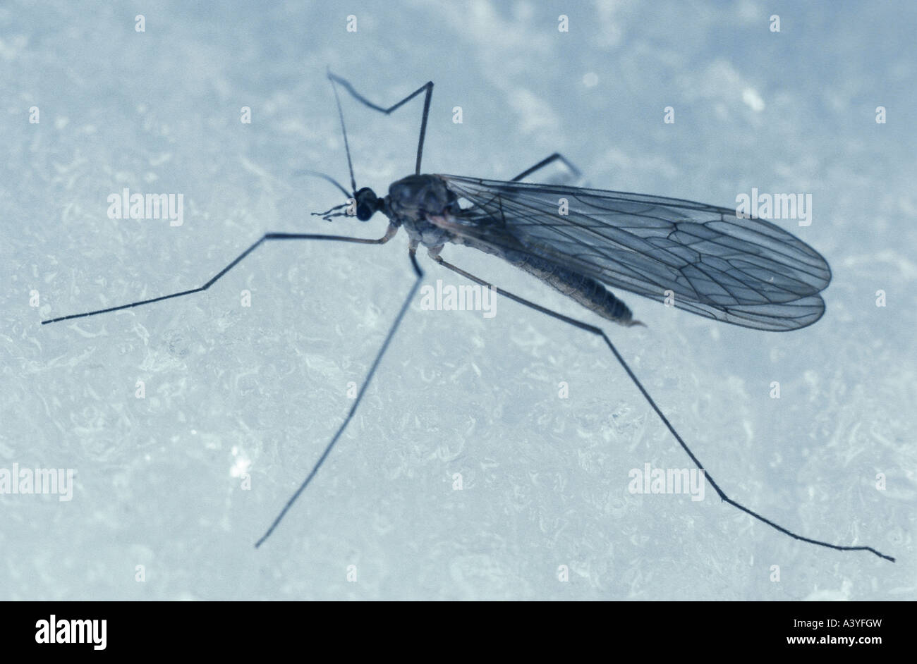 Winter gnat hires stock photography and images Alamy