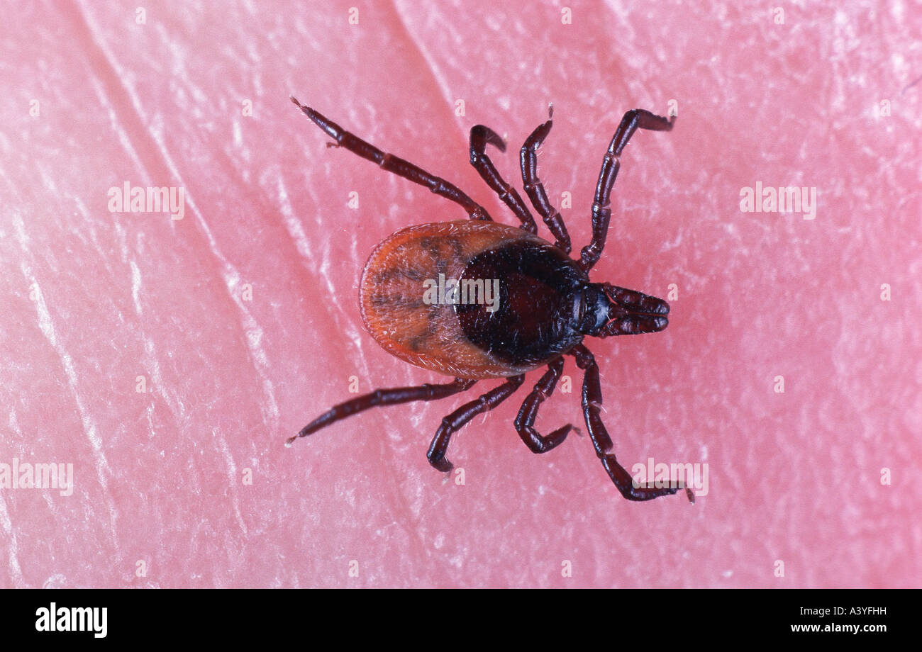 European sheep ticks hires stock photography and images Alamy
