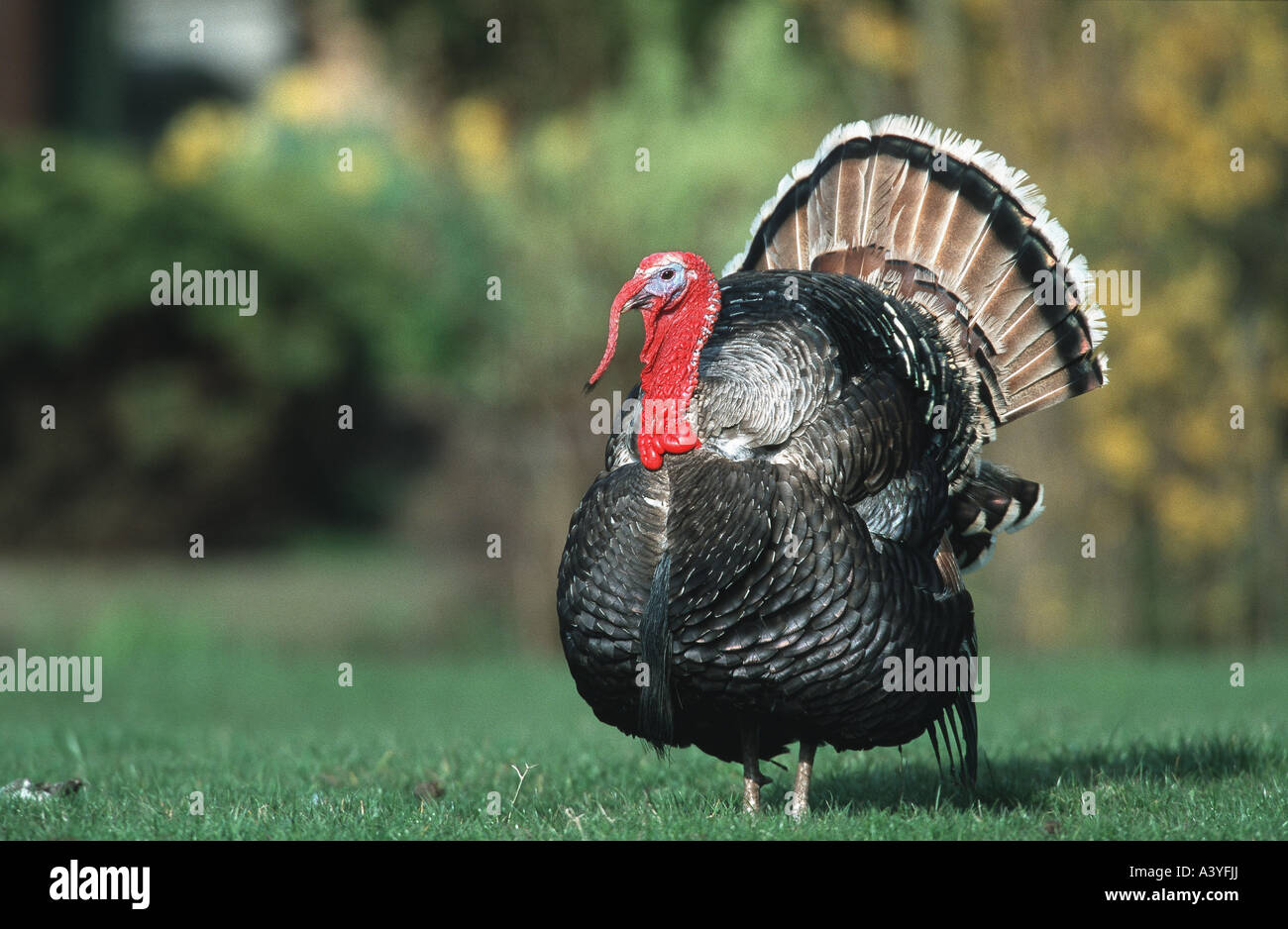 common turkey (Meleagris gallopavo), male, courting, Netherlands Stock Photo