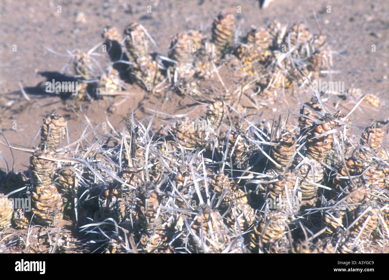 Desert cacti from western Argentina Stock Photo