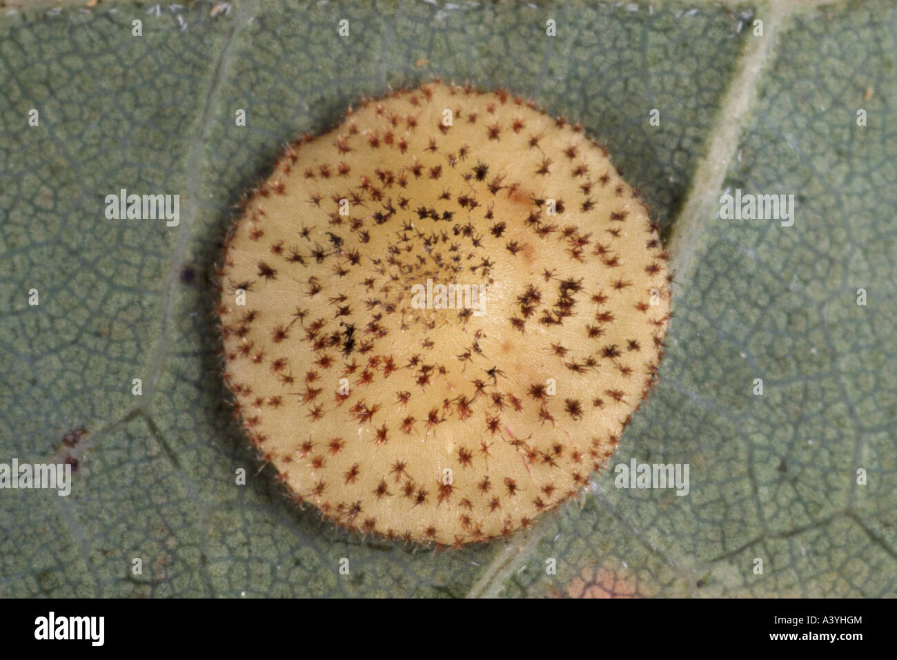 oak leaf spangle-gall cynipid wasp (Neuroterus quercusbaccarum), gall on an oak leaf Stock Photo