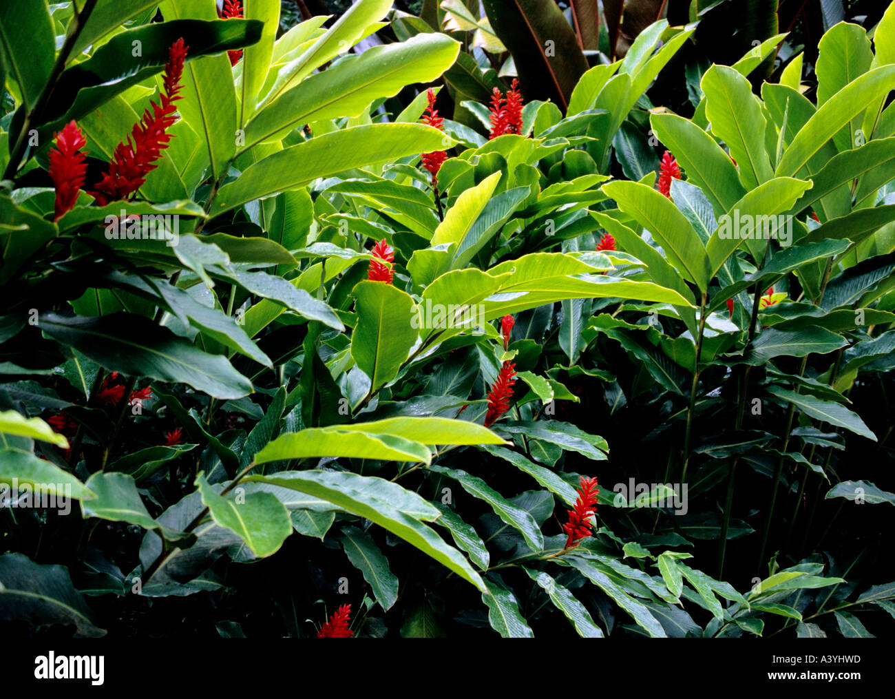 leaves and blossoms of herb and medicinal plant red ginger Alpinia purpurata state of hawaii usa Stock Photo