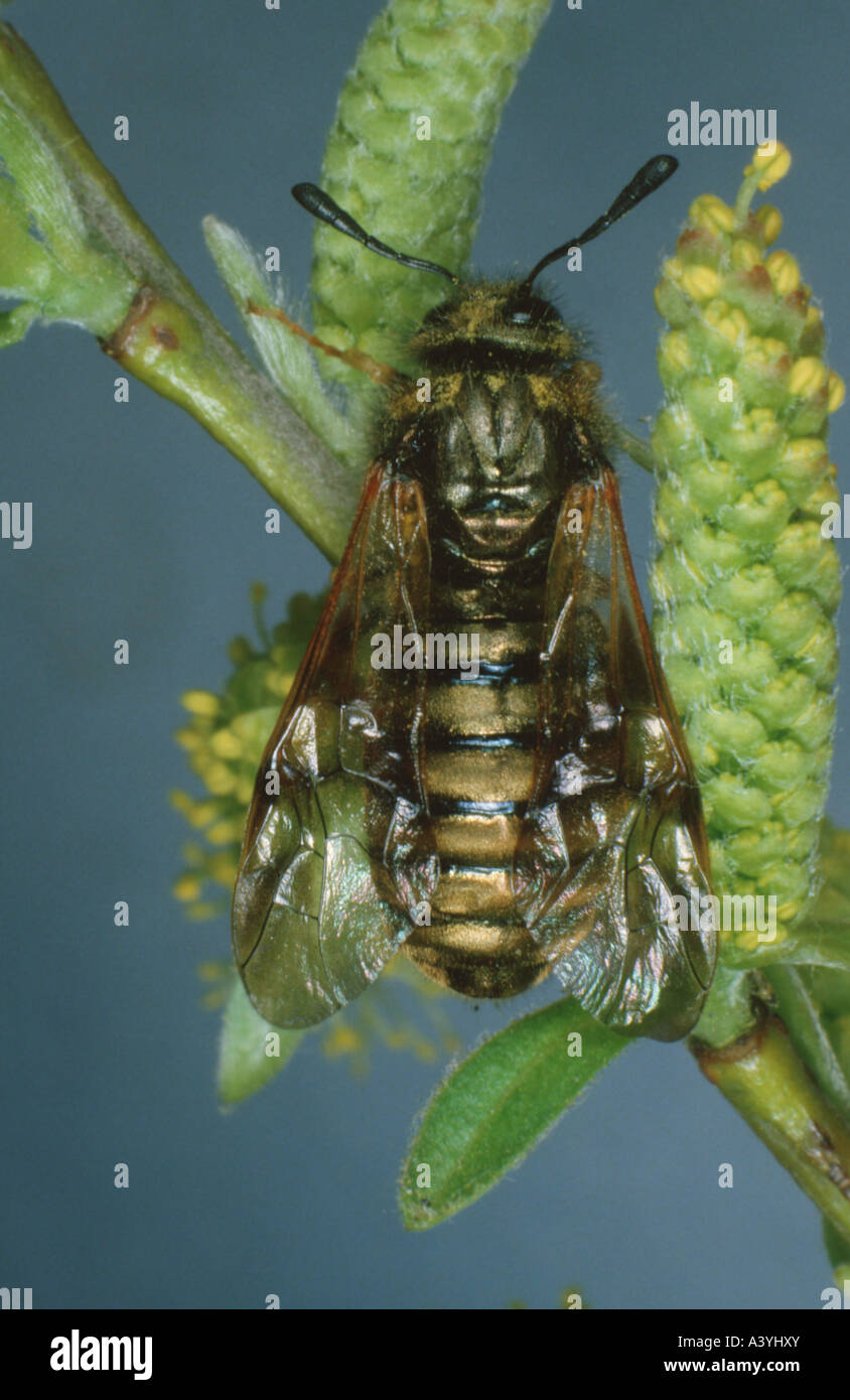 Abia sericea (Abia sericea Stock Photo Alamy
