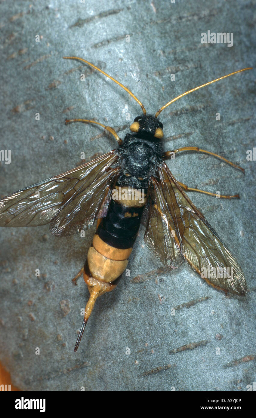 giant wood wasp, giant horntail, greater horntail (Urocerus gigas Stock