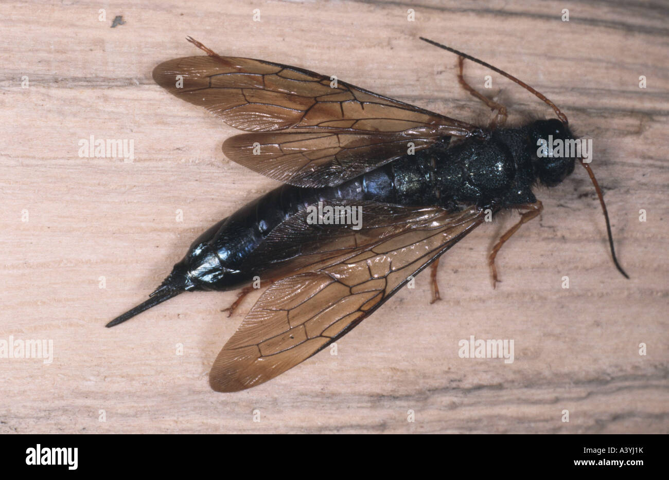 polished horntail (Sirex juvencus), female Stock Photo