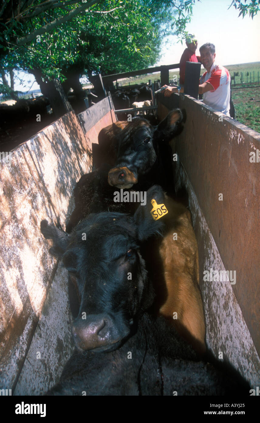 Cow husbandry in a mountain cattle ranch in central Argentina Stock