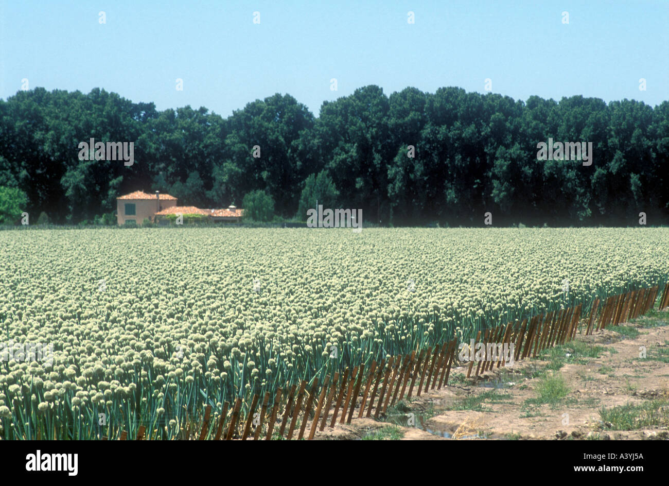 Garlic field at Maipu near Mendoza in western Argentina Stock Photo Alamy