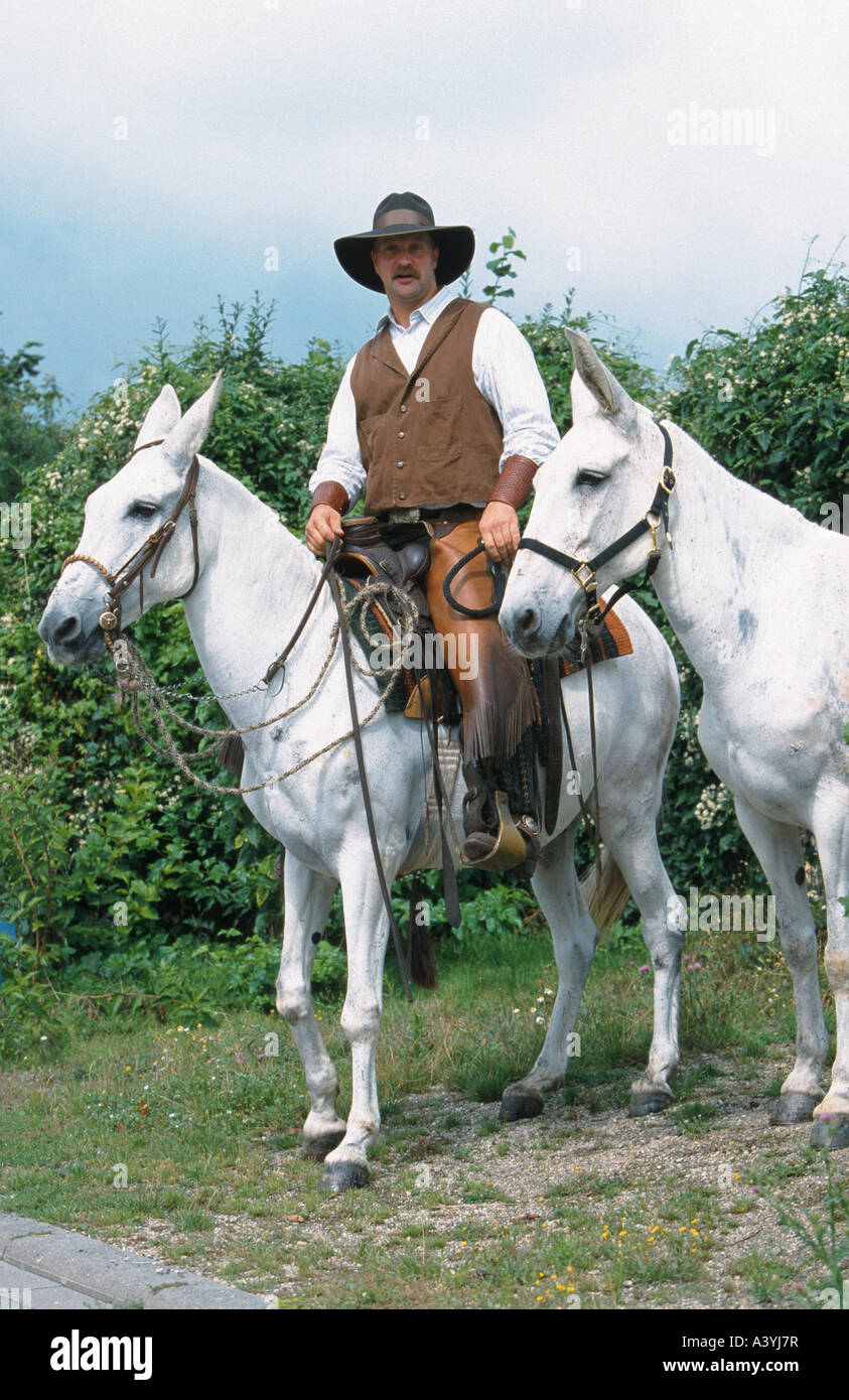 mule (Equus asinus x caballus), western riding with two white mulis ...