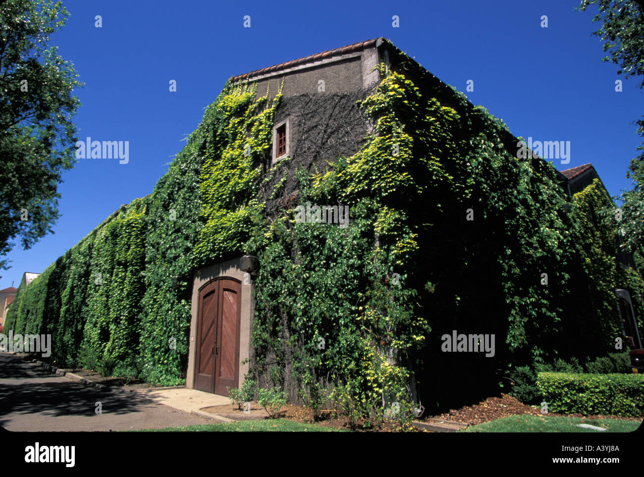 bv vineyards