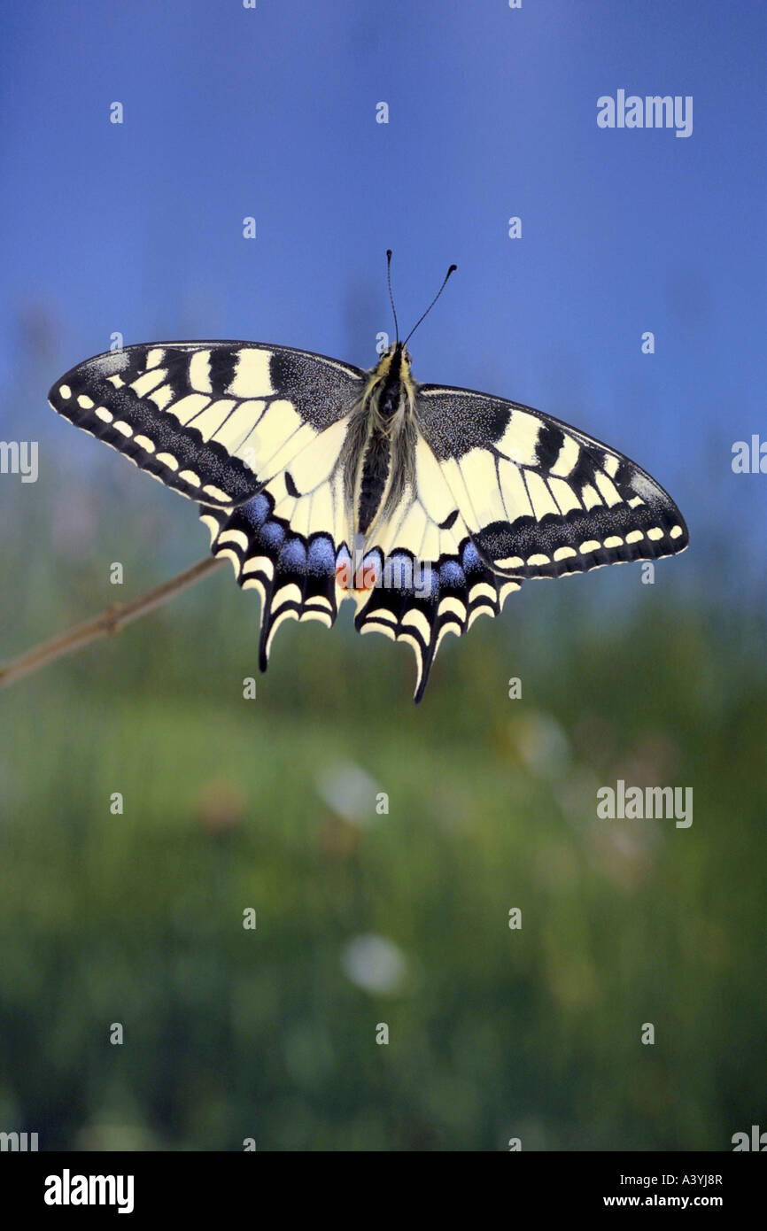 swallowtail (Papilio machaon), top side Stock Photo