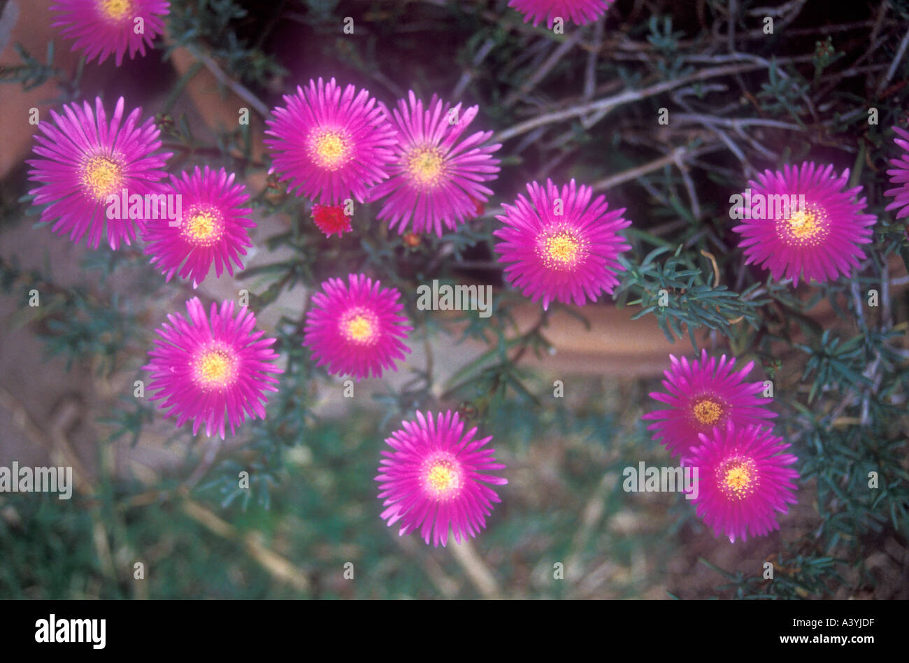 Flowering plant of Aizoaceae family Stock Photo