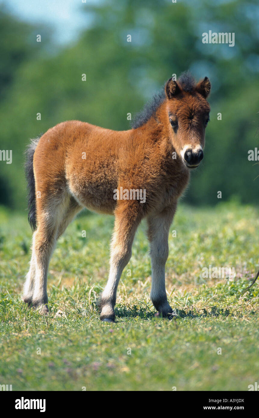 domestic horse, Falabella (Equus przewalskii f. caballus), foal, standing on pasture Stock Photo