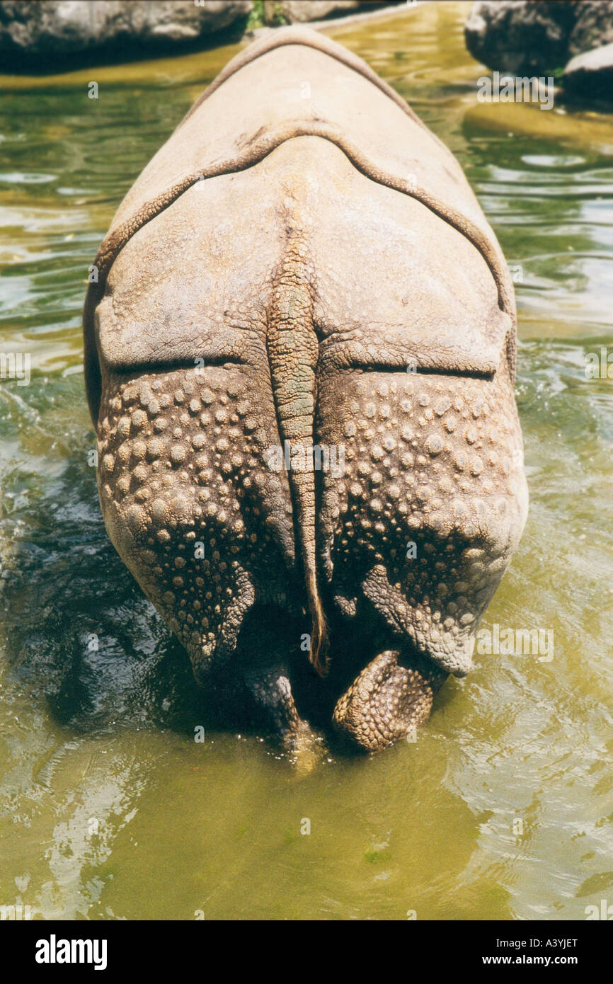 greater Indian rhinoceros (Rhinoceros unicornis), backside Stock Photo