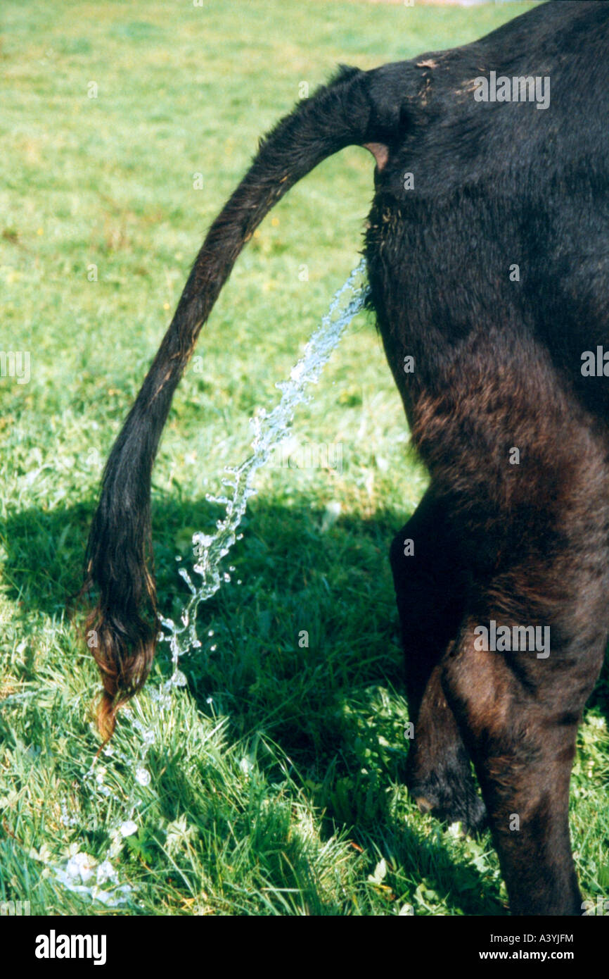 domestic cattle (Bos primigenius f. taurus), urinating Stock Photo