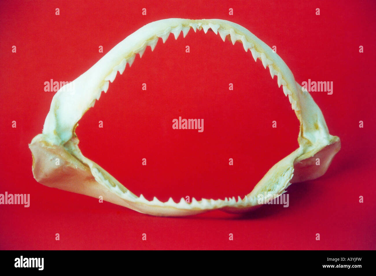shark (Selachimorpha), set of teeth, Italy, Calabria Stock Photo