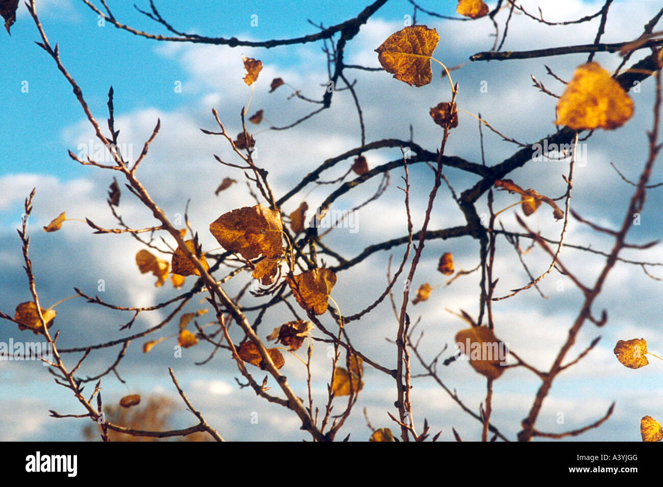 poplar (Populus spec.), autumn leaves, against cloudy sky, Germany Stock Photo