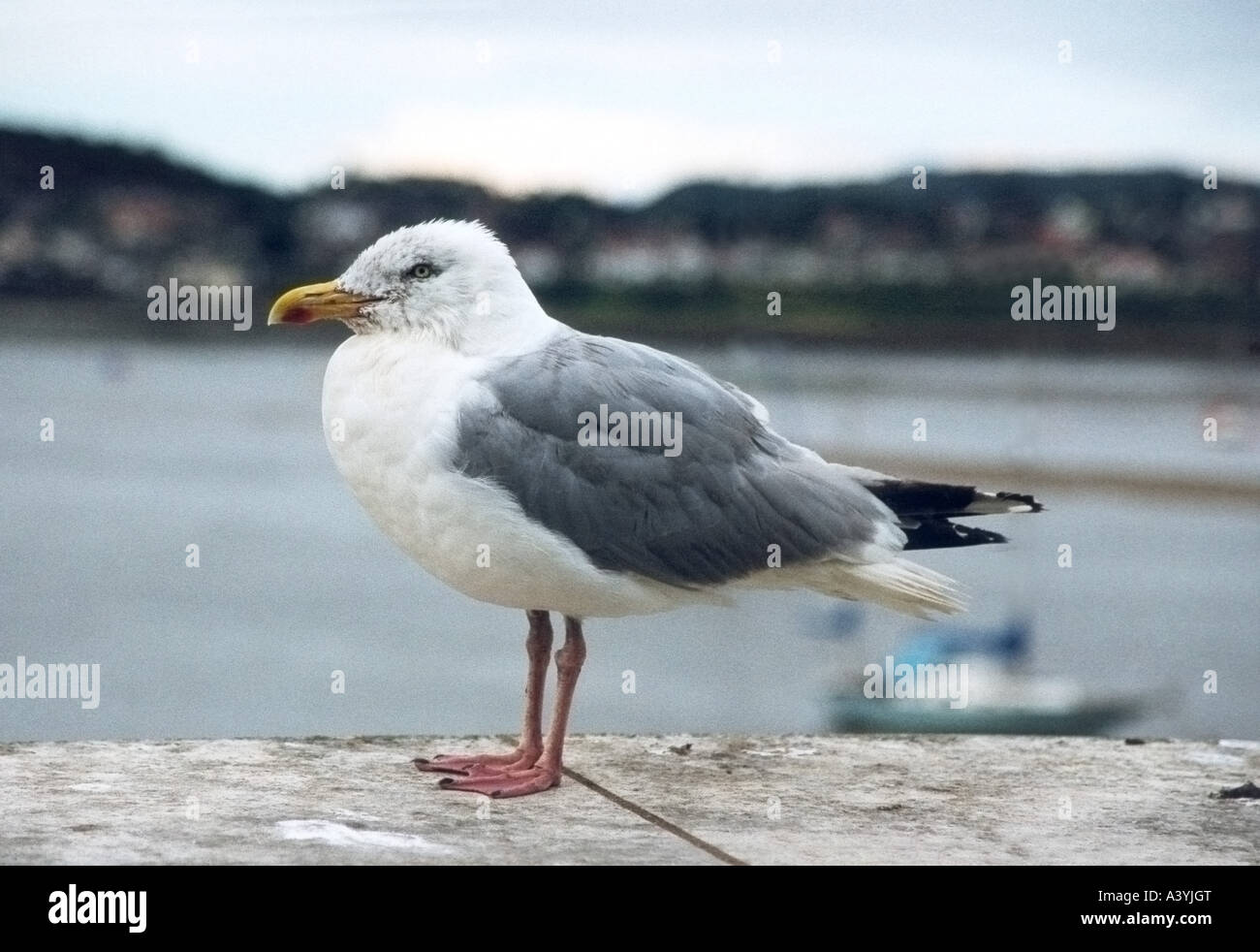 herring gull (Larus argentatus), sitting on a bollard, United Kingdom, Wales, Corwy Stock Photo