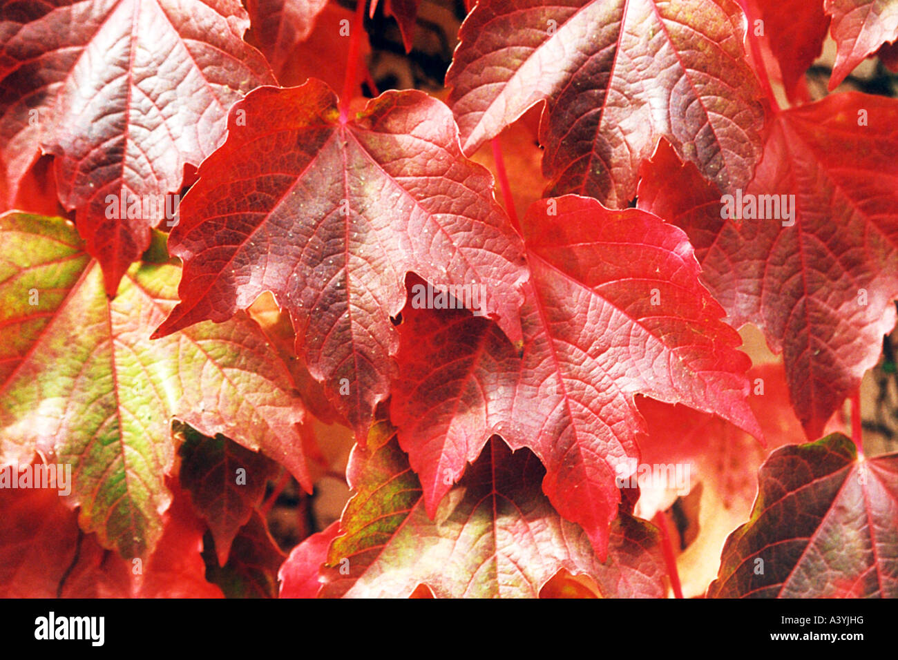 Boston ivy, Japanese creeper (Parthenocissus tricuspidata), leaves in autumnal colours, Germany, Bavaria Stock Photo