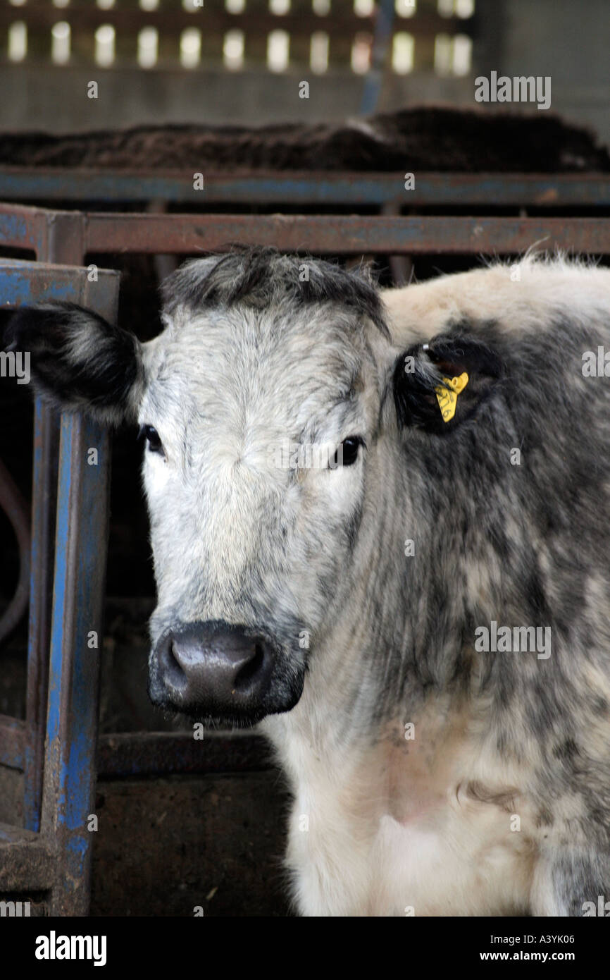 Stampede of cows hi-res stock photography and images - Alamy