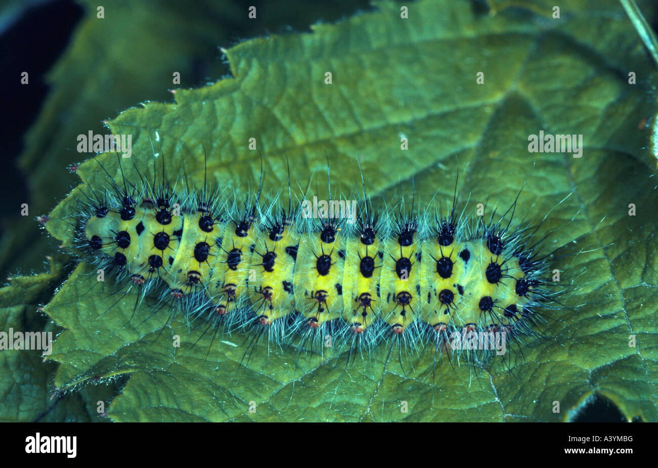 emperor moth (Saturnia pavonia, Eudia pavonia Stock Photo - Alamy