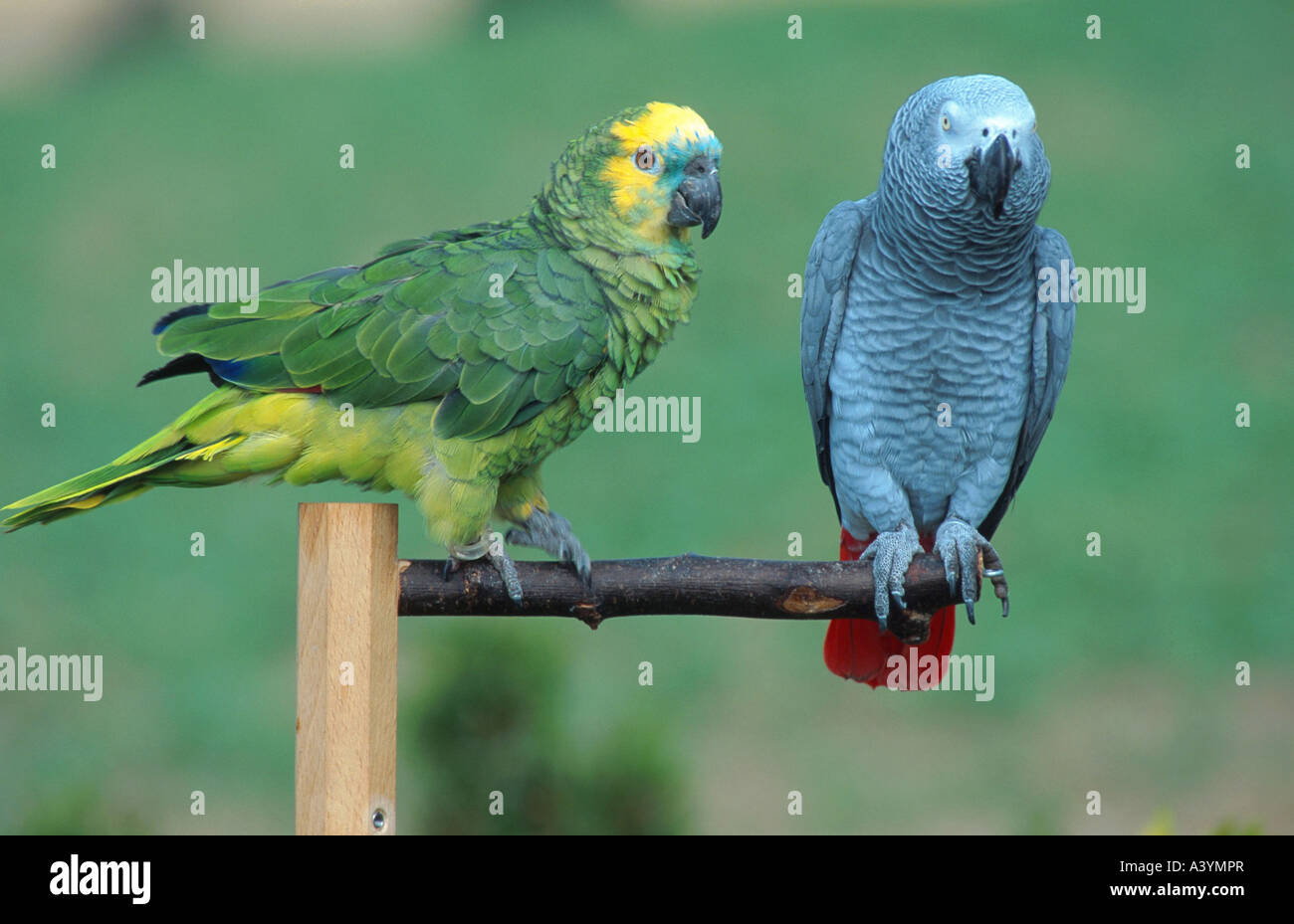 Parrot using best sale amazon echo