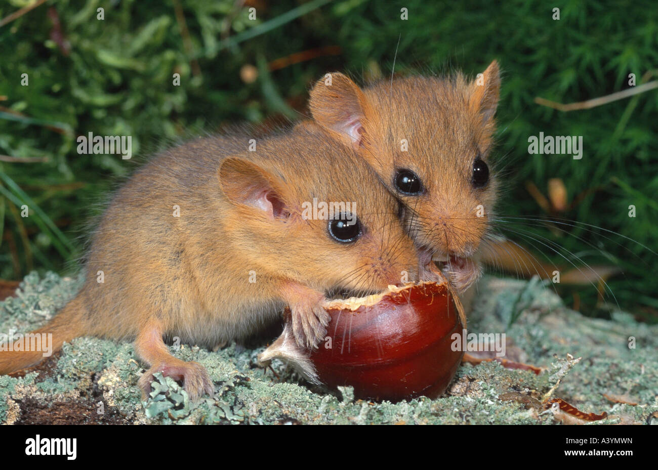 Dormice eating chestnut hires stock photography and images Alamy