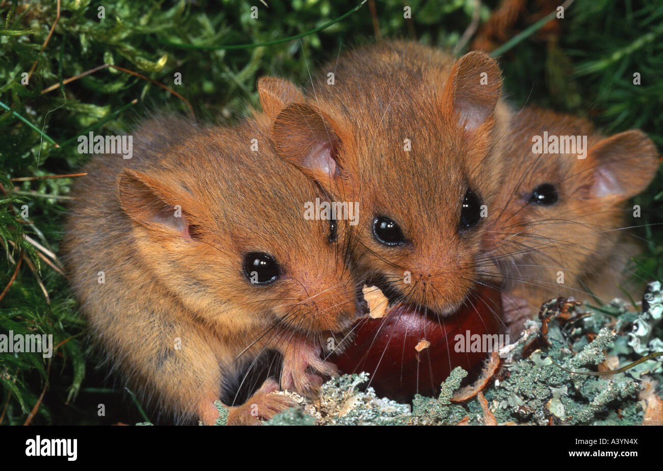 Dormice eating chestnut hires stock photography and images Alamy
