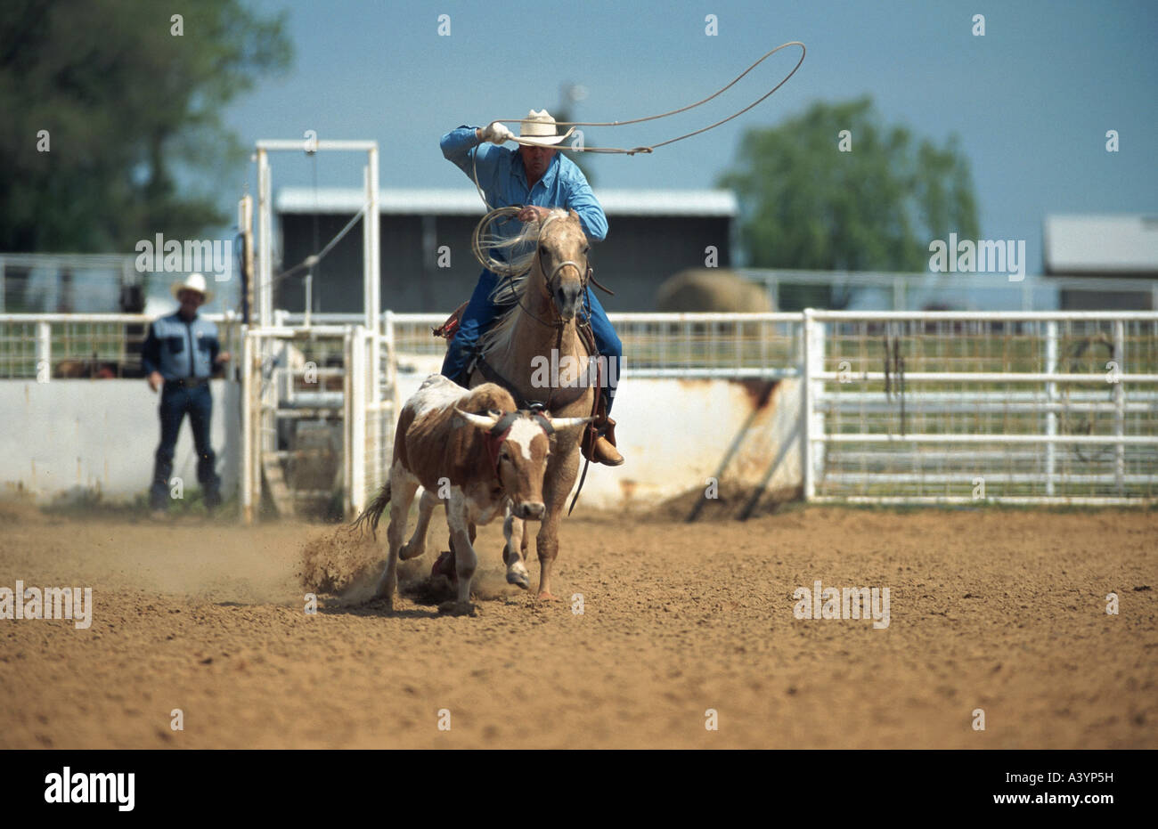 Quarterhorse (Equus przewalskii f. caballus), cowboy roping Stock Photo