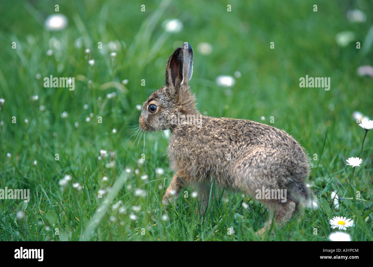 European hare (Lepus europaeus), juvenile Stock Photo