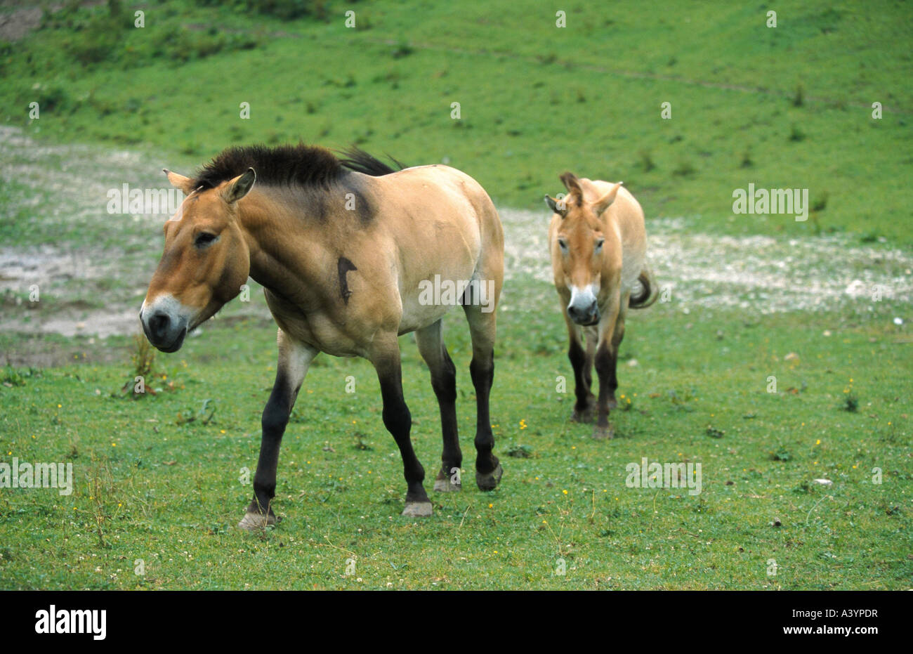 Exhausted horse hires stock photography and images Alamy