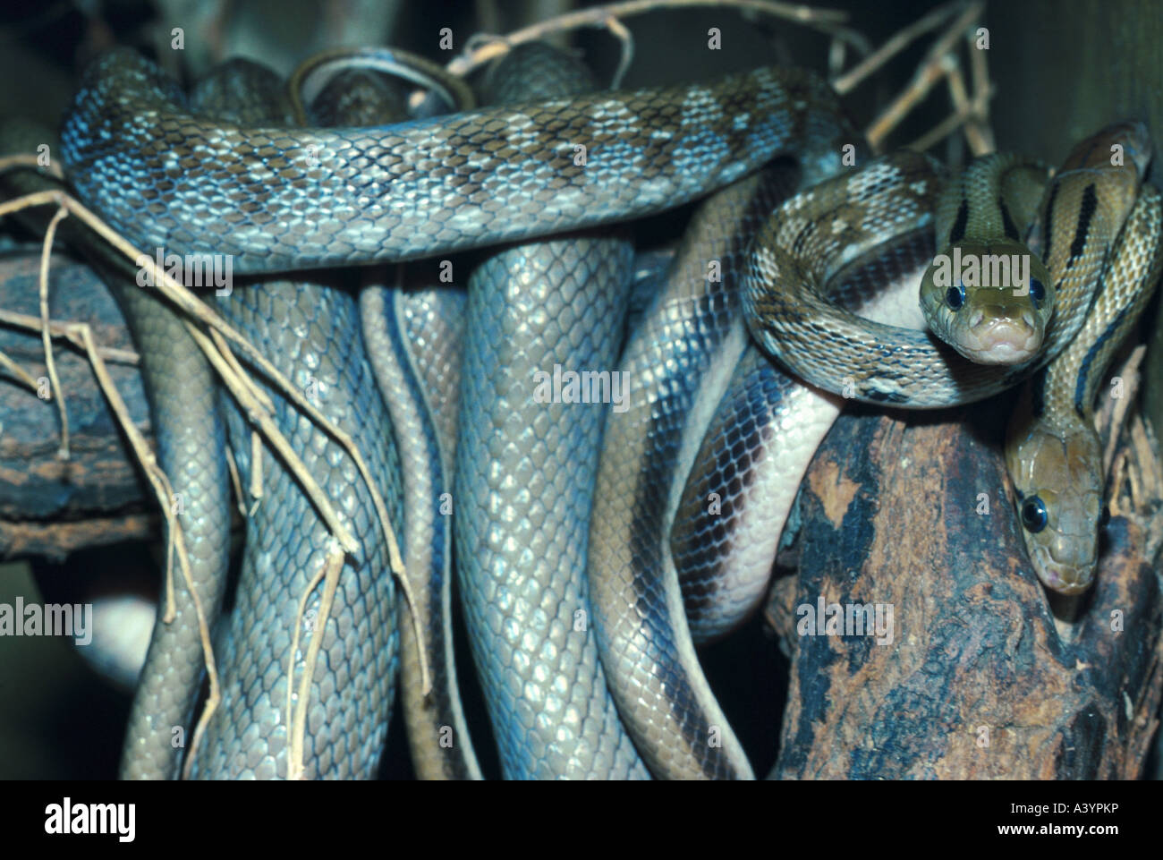 Trinket snake hi-res stock photography and images - Alamy