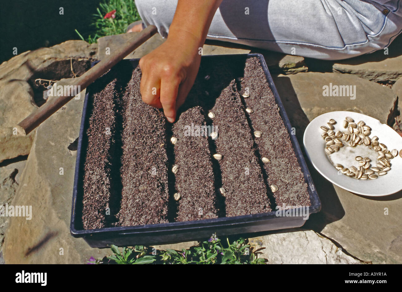 Planting giant sunflower seeds in a seed tray using a dowel to indent