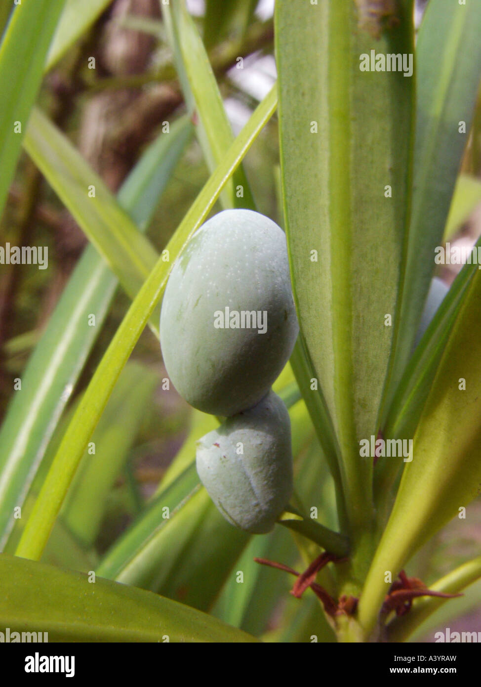 Podocarpus neriifolius (Podocarpus neriifolius), ripe seed with blue epimatium Stock Photo