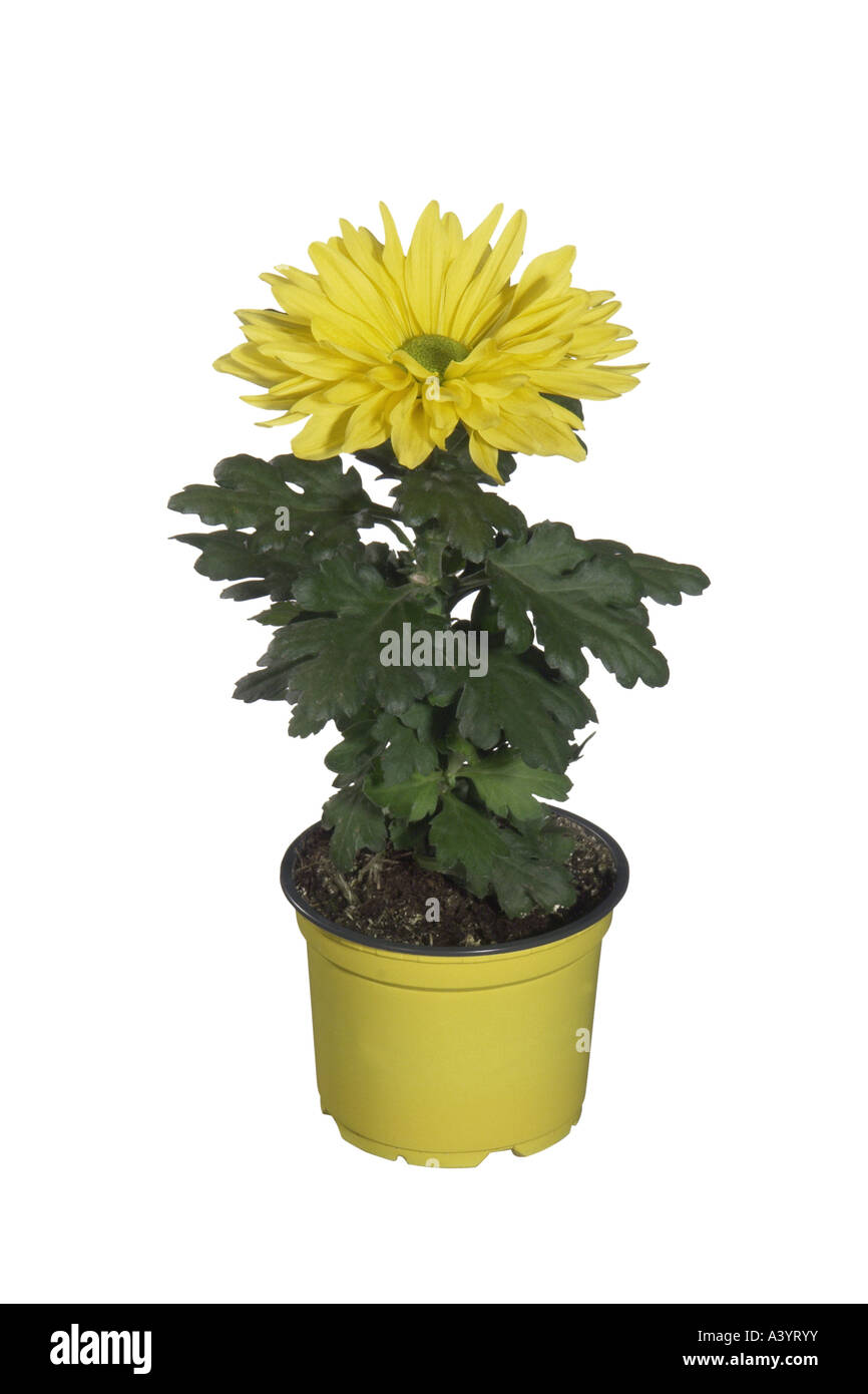 Costmary, Chinese Aster, Chrysanthemum, Mum, Garden Mum (Dendranthema x grandiflorum, Dendranthema grandiflorum, Dendranthema i Stock Photo
