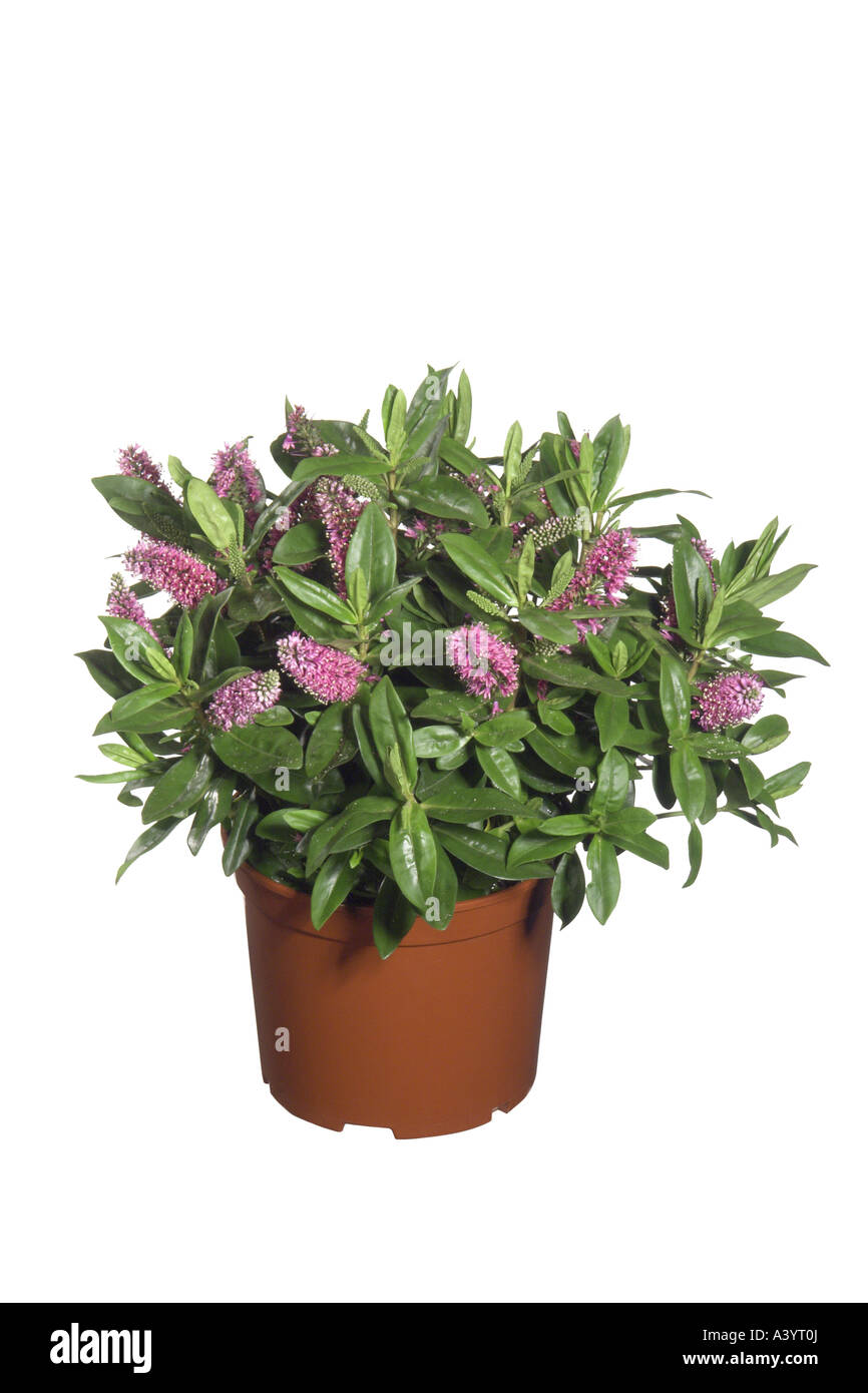 hebe, speedwell (Hebe andersonii-Hybride, Hebe Andersonii, Hebe 'Andersonii'), potted plant Stock Photo