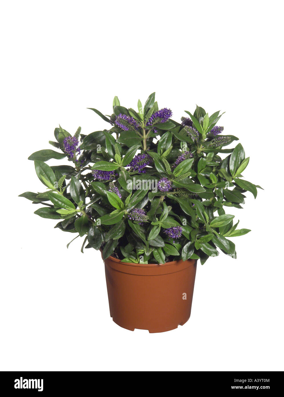 hebe, speedwell (Hebe andersonii-Hybride, Hebe Andersonii, Hebe 'Andersonii'), potted plant Stock Photo