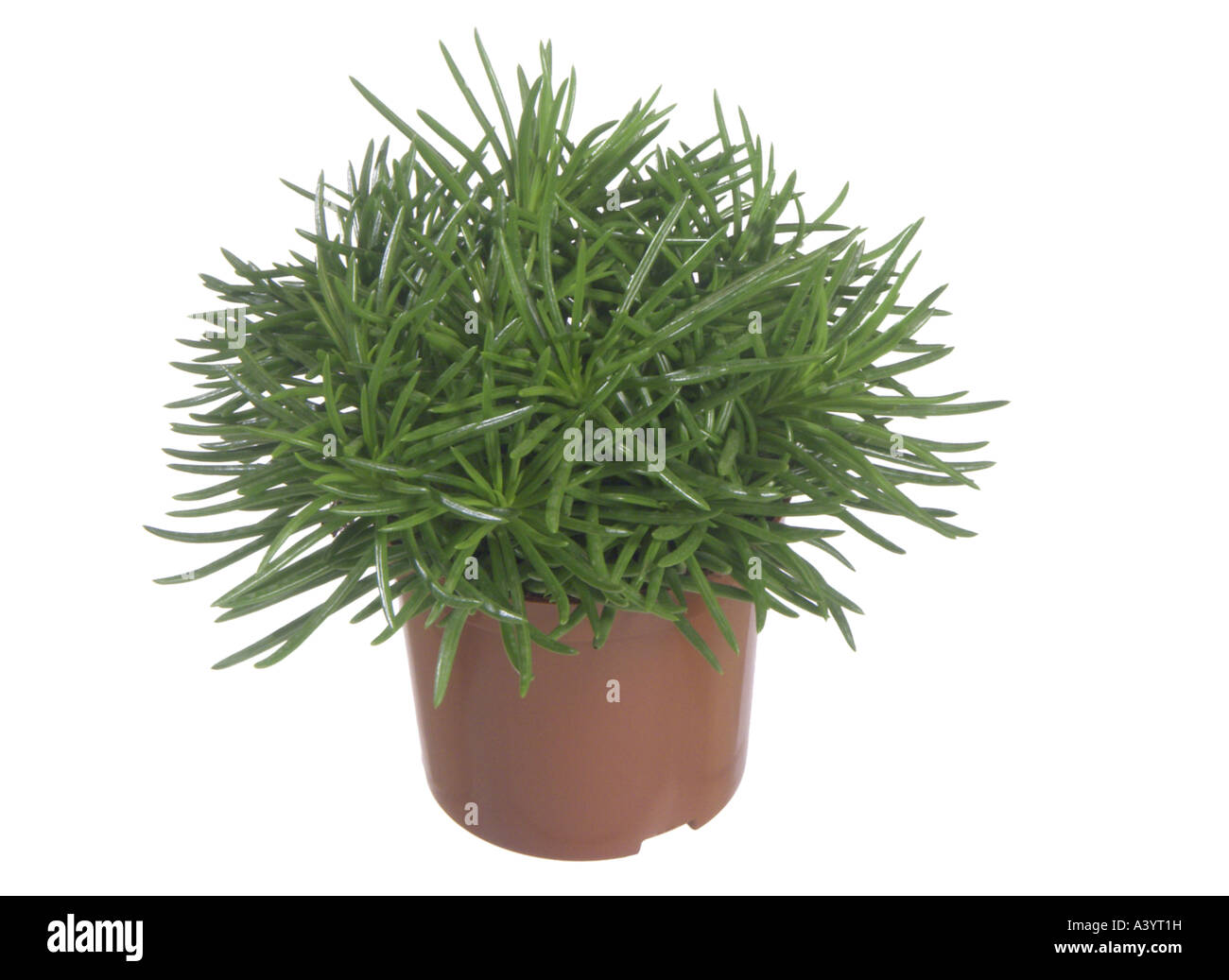 Himalaya Mountain Grass (Senecio 'Himalaya', Senecio himalaya), potted  plant Stock Photo - Alamy