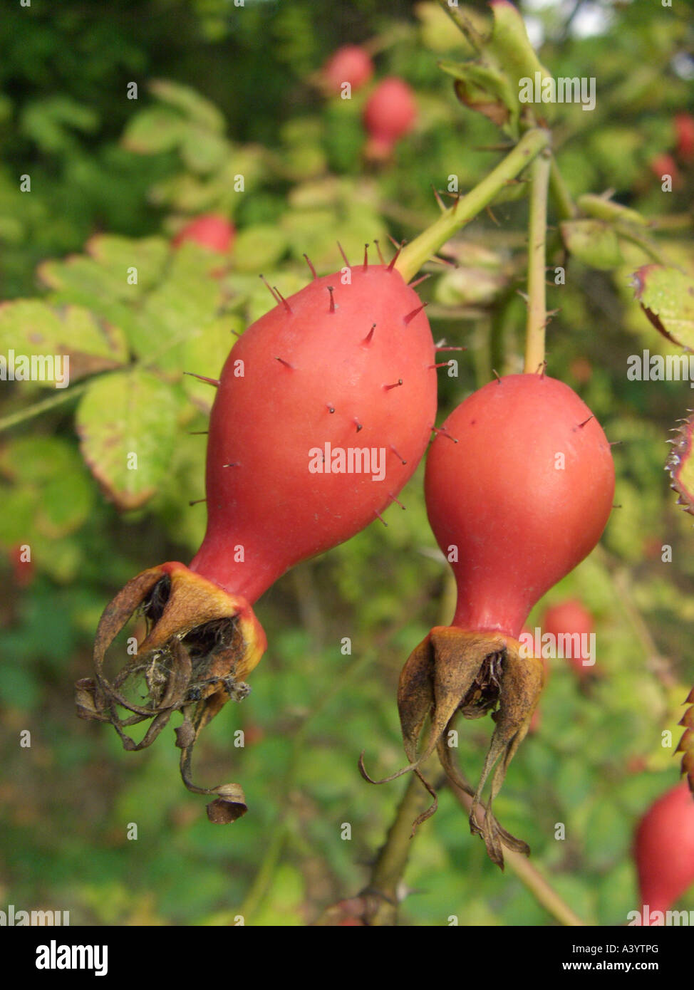 wild rose (Rosa moyesii), rose hips Stock Photo Alamy