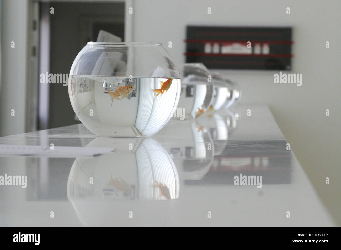 goldfish, common carp (Carassius auratus), five goldfish tanks Stock ... - Designing Hallway Spaces With Goldfish Tanks