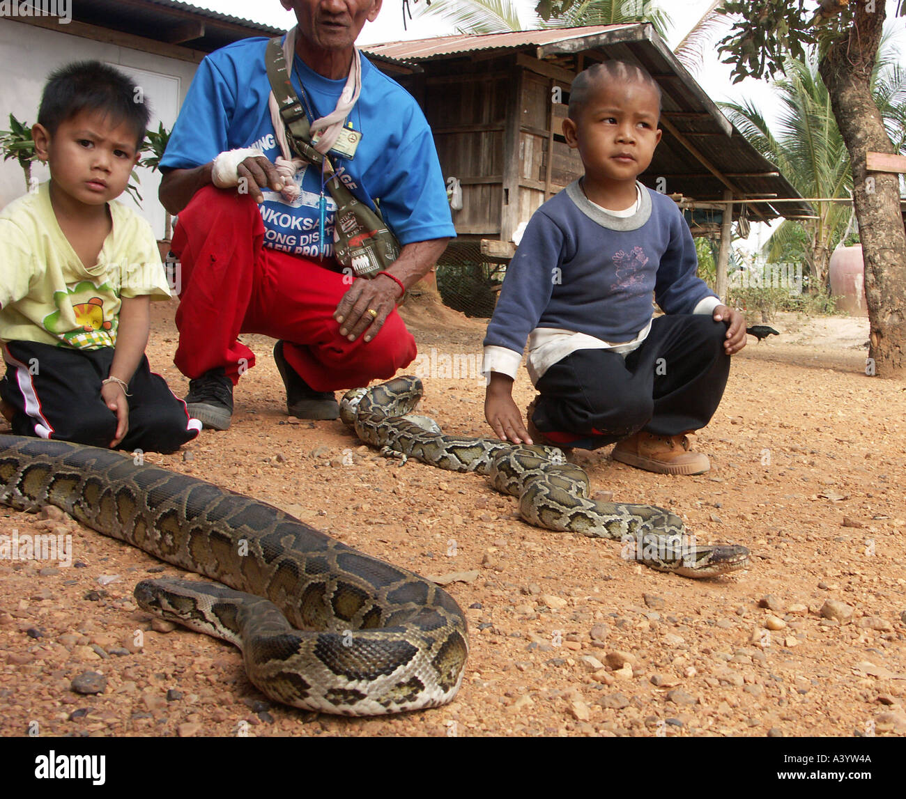 Three year old Pird and Tya a new generation of cobra boxers on