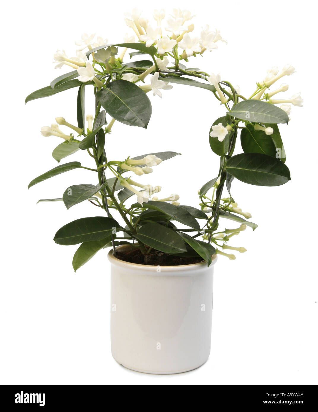 Madagascar Jasmine, Stephanotis, Wax Flower (Stephanotis floribunda), potted plant Stock Photo