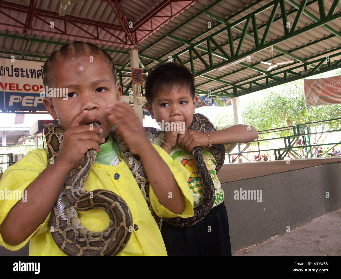 Three year old Pird and Tya a new generation of cobra boxers on