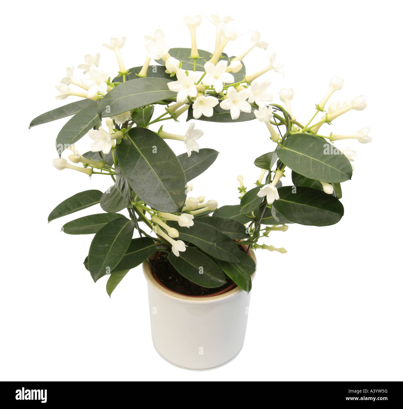 Madagascar Jasmine, Stephanotis, Wax Flower (Stephanotis floribunda), potted plant Stock Photo