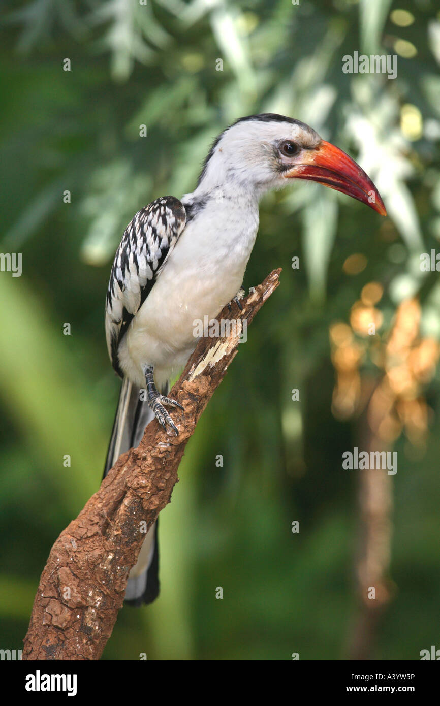 red-billed hornbill (Tockus erythrorhynchus), sitting on a truncated branch, Kenya Stock Photo