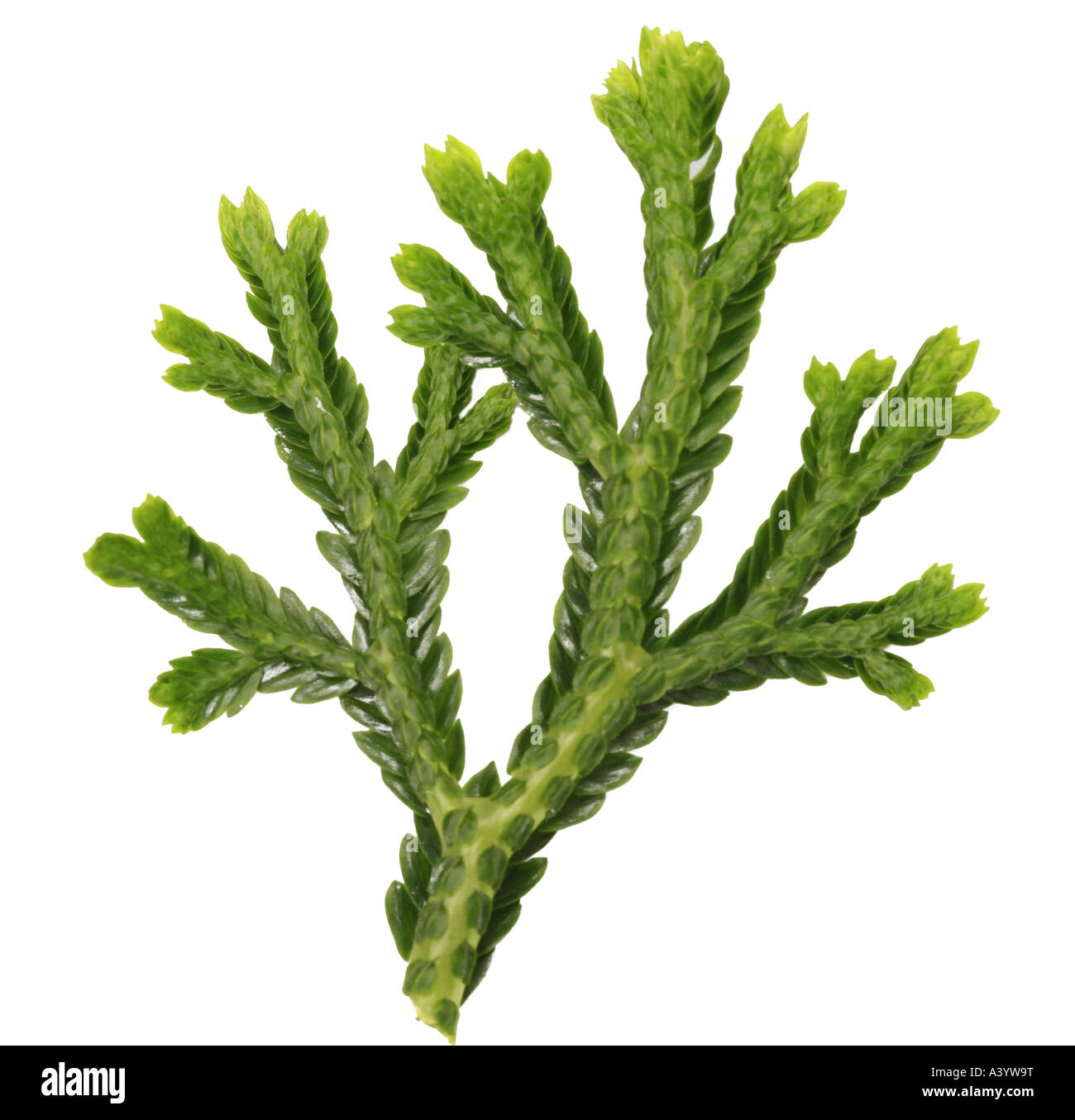 Spike Moss, Spikemoss, Creeping Moss (Selaginella martensii), twig, heterophyll Stock Photo