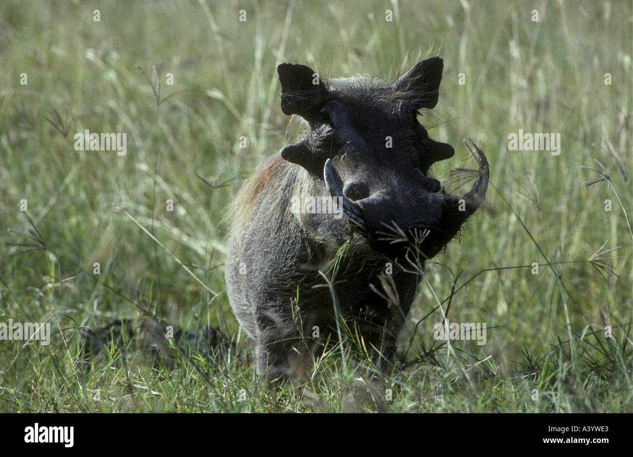 Portrait of male warthog with impressive well balanced tusks Ngorongoro Crater Tanzania East Africa Stock Photo