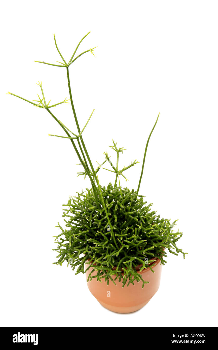 Hairy Stemmed Rhipsalis (Rhipsalis pilocarpa), potted plant Stock Photo