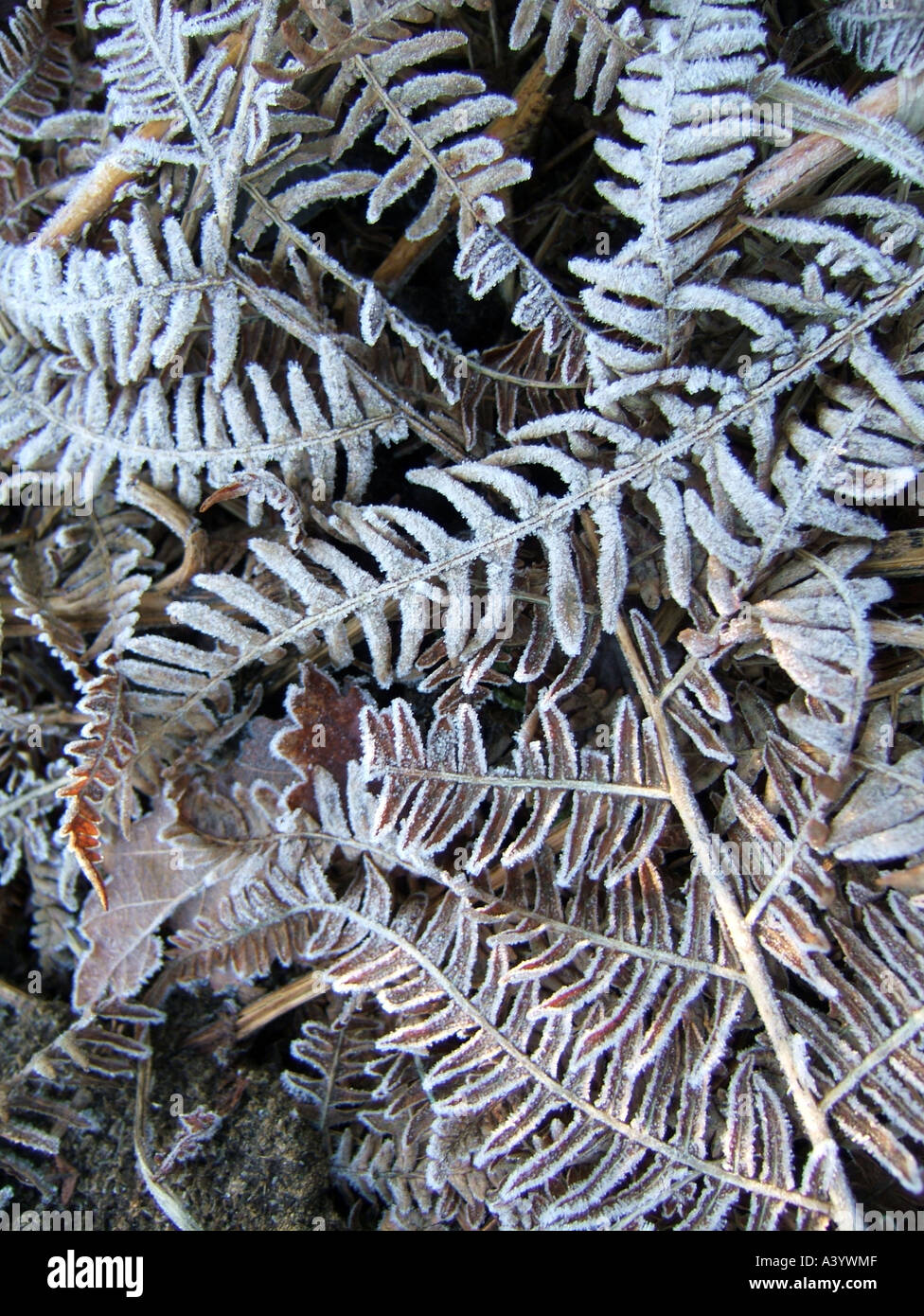 ferns covered with frost in field Stock Photo Alamy