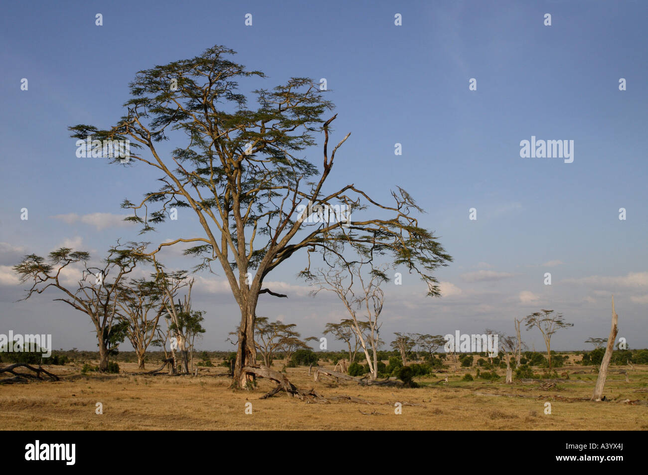Umbrella Thorn Acacia, Umbrella Acacia (Acacia tortilis), landscape in northern Kenya, Sweetwaters Reserve, Kenya Stock Photo